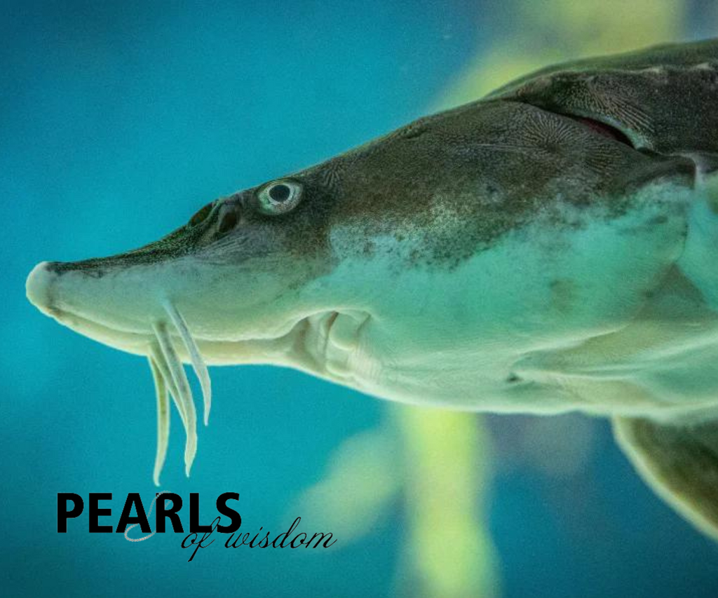 Pearls of Wisdom: What Is Aquaculture?
